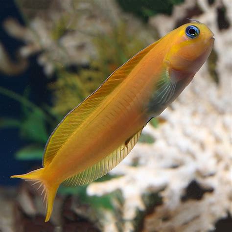 midas blenny lifespan|Midas blenny .